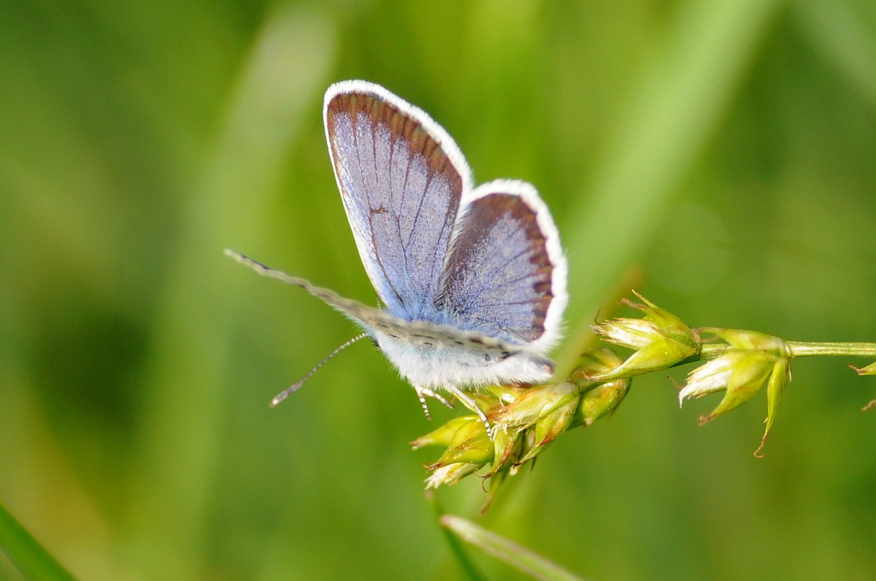 Plebejus argus  (Lycaenidae)